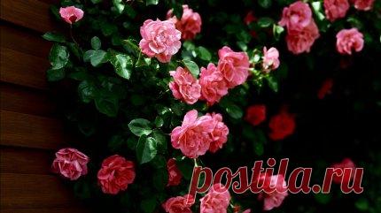 Наши путы Статусы, афоризмы, цитаты, высказывания, притчи и прочие жемчужины мудрости на Rifmnet.ru