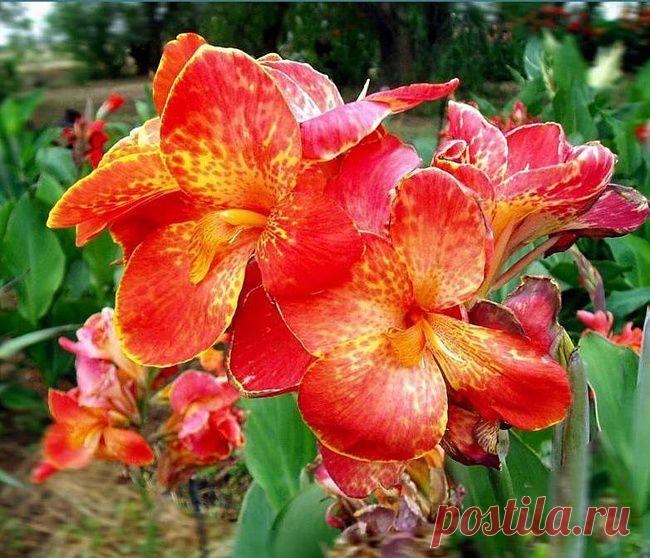 Преждевременное прорастание канн | Дачный участок