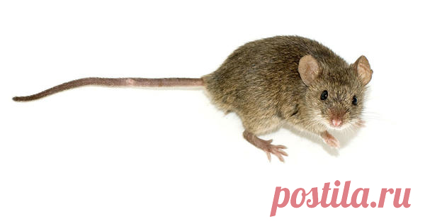 Мыши на даче. Как бороться: эффективность методов. Отпугиватель
