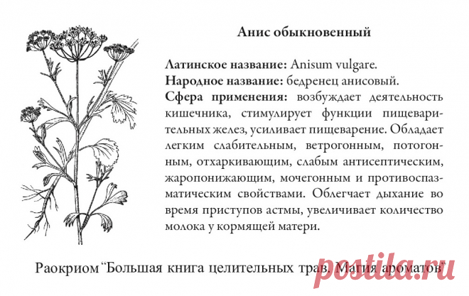 Анис обыкновенный