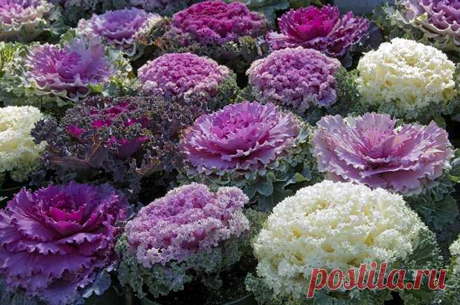 Amazon.com : Seeds Edible Cabbage Ornamental Kale Decorative Large-Leaved Beatiful Flower Cut Organic Ukraine : Garden & Outdoor