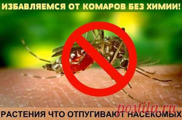 ИЗБАВИТЬСЯ ОТ КОМАРОВ БЕЗ ХИМИИ!!!  Растения, которые отпугивают насекомых