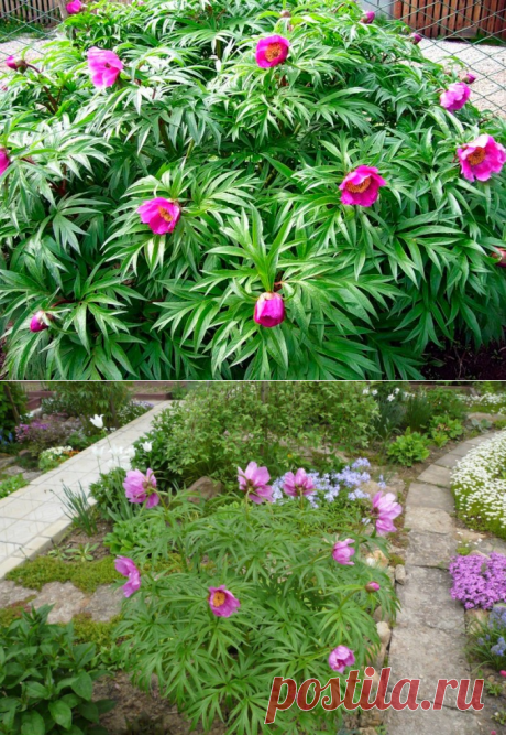 Пион уклоняющийся (30 фото): описание растения марьин корень, выращивание из семян в домашних условиях