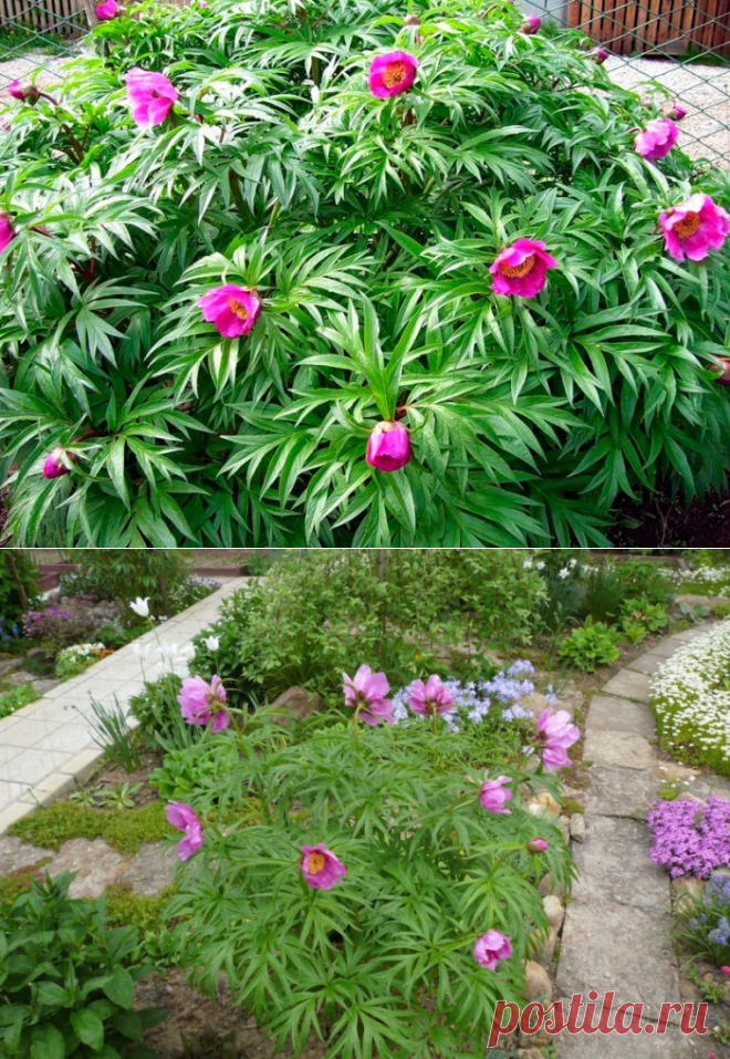 Пион уклоняющийся (30 фото): описание растения марьин корень, выращивание из семян в домашних условиях