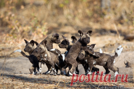 Wild Dog Puppies | African Wild Dog Puppies photographed in … | Flickr