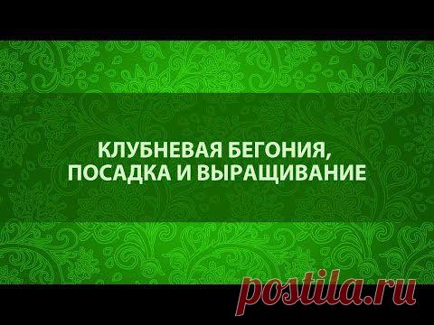Клубневая бегония, посадка и выращивание. Сайт "Садовый мир" видео