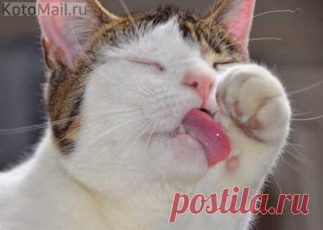 ЕЩЁ КОТЭ | KotoMail.ru