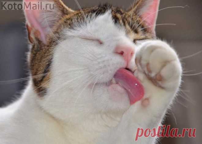 ЕЩЁ КОТЭ | KotoMail.ru