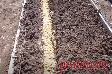 Как сеять морковь, чтобы обойтись без дальнейшего прореживания