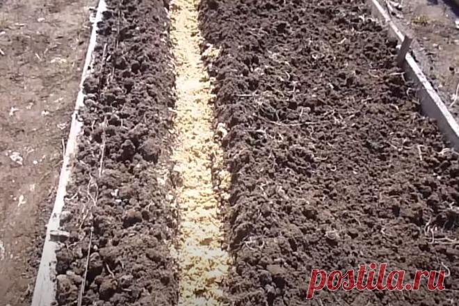 Как сеять морковь, чтобы обойтись без дальнейшего прореживания
