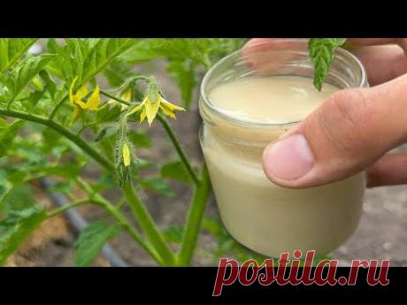 Томаты вмиг заплодоносят, фитофторы не будет никогда. Подкормите в Июне!