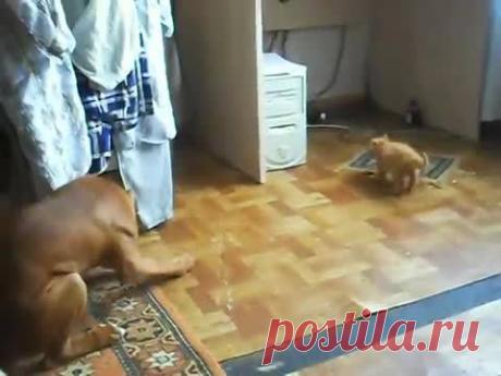 Бульдожья хватка не только у бульдога)))