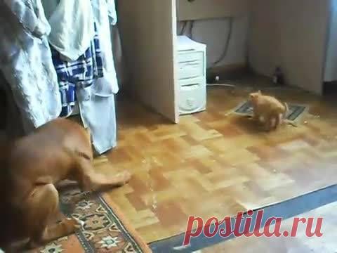 Бульдожья хватка не только у бульдога)))