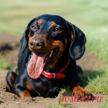 Вредители - OGADANIE.RU