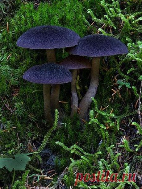 Найдено на сайте loveandaquestion.tumblr.com.