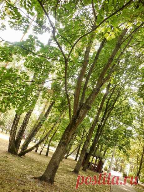 Нина Ворсо – Google+