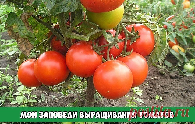 МОИ ЗАПОВЕДИ ВЫРАЩИВАНИЯ ТОМАТОВ

В течение многих лет, что я занимаюсь огородничеством, мой интерес к томатам только растет.
Постепенно у меня накопился большой опыт, благодаря которому сейчас урожаи у меня всегда такие, что нарадоваться не могу)))!
Хочу поделиться своим опытом с вами.

1. Первым делом вырастить хорошую, крепкую рассаду. Лучше сеять в отдельные горшочки. 
Если посеяли в ящик, то распикируйте прямо в грунт теплицы с расстоянием 15 см между растениями и укр...