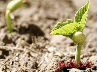 (3) Одноклассники ФАСОЛЬ ПРОТИВ ПРОВОЛОЧНИКА