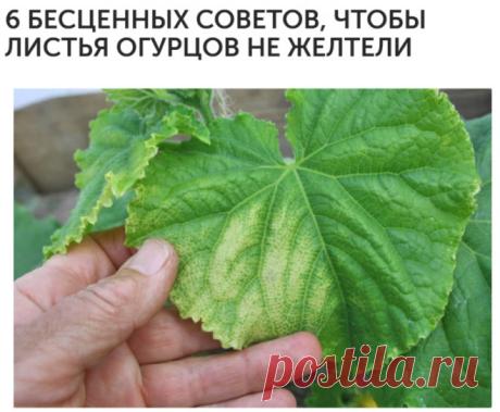6 СОВЕТОВ ЧТОБЫ ЛИСТЬЯ ОГУРЦОВ НЕ ЖЕЛТЕЛИ
1 После появления всходов в фазе 3-4 листочков огурцы нужно обработать следующим составом: В ведро воды добавить 30 капель йода, 20 г хозяйственного мыла и 1 литр молока. Опрыскивание таким составом можно проводить примерно через каждые 10 дней.
2 С вечера замочить булку хлеба в ведре воды, утром размять хлеб добавить маленький пузырек йода и побрызгать огурцы, 1 л. жидкости на ведро воды (оставшуюся храните в бутылках в подвале). Этим раствором можно