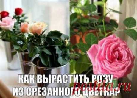 Ты можешь вырастить розу из срезанного цветка Загрузка... Многие, кому дарили букет из роз, замечали, что через несколько дней на стеблях появлялись свежие побеги. Конечно, первая мысль – дать новую жизнь растению, вырастив из него...