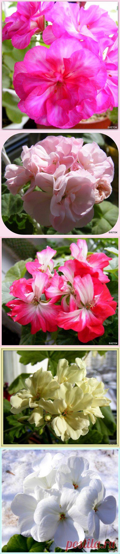 Герань | Самоцветик