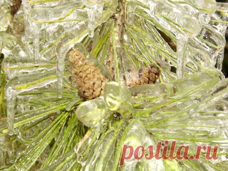 Из альбома &quot;Хрустальный лес&quot;