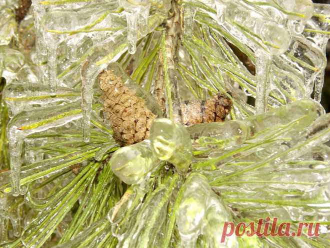 Из альбома "Хрустальный лес"