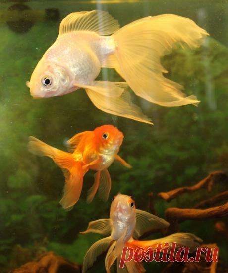 вуалехвосты