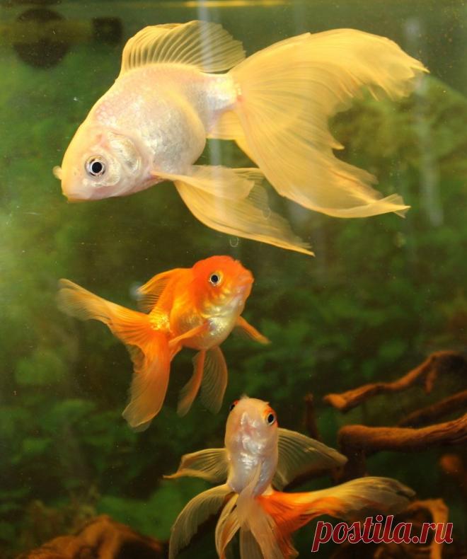 вуалехвосты