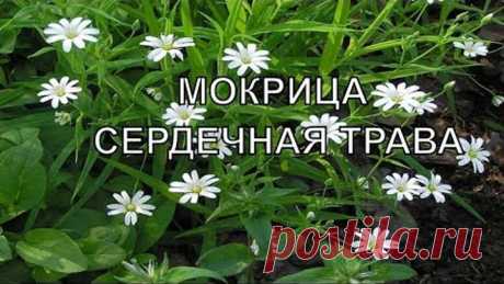 Сорняк, который способен рассасывать опухоли