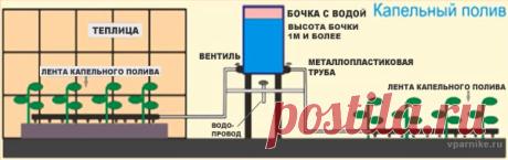 Как организовать капельный полив | Vparnike.ru
