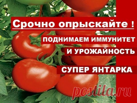 Срочно опрыскайте ПОМИДОРЫ В ИЮЛЕ ДЛЯ  ИММУНИТЕТА И УВЕЛИЧЕНИЯ УРОЖАЯ. Янтарная кислота для огорода