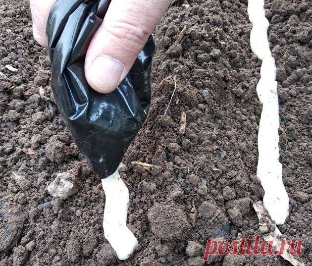 Морковь: необычный посев семян — Садоводка