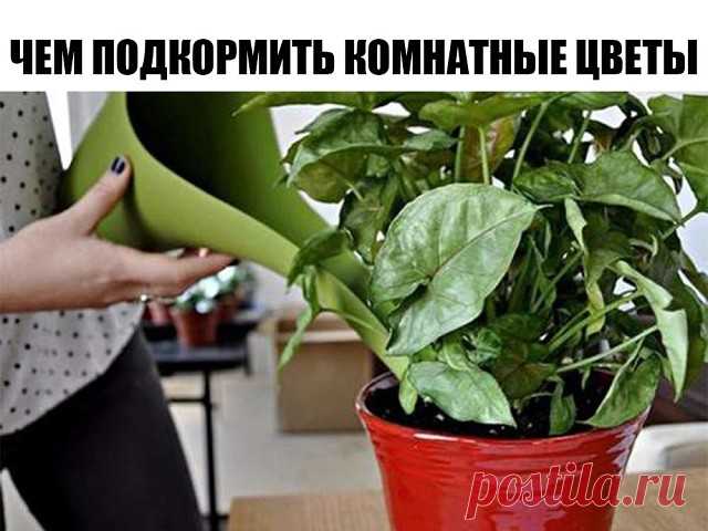 ЧЕМ ПОДКОРМИТЬ КОМНАТНЫЕ ЦВЕТЫ
Секрет роскошного комнатного цветника прост: растения нужно хорошо подкармливать, иначе не дождаться ни пышной листвы, ни хорошего цветения. Жесткая диета, когда растение длительное время испытывает нехватку питательных веществ, обычно приводит к заболеванию – ведь сил для сопротивления у растения нет. Но как правильно составить меню для зеленых питомцев, учитывая их разные вкусы?
1). Практически все растения любят сахар (а кактусы вообще вел...