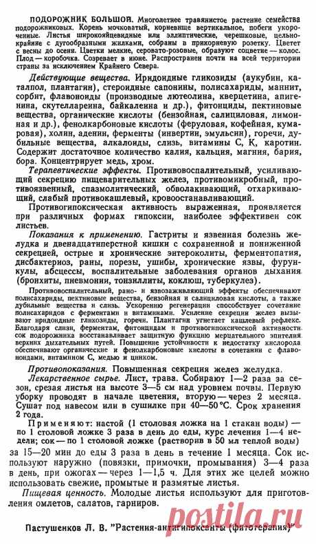 Подорожник большой