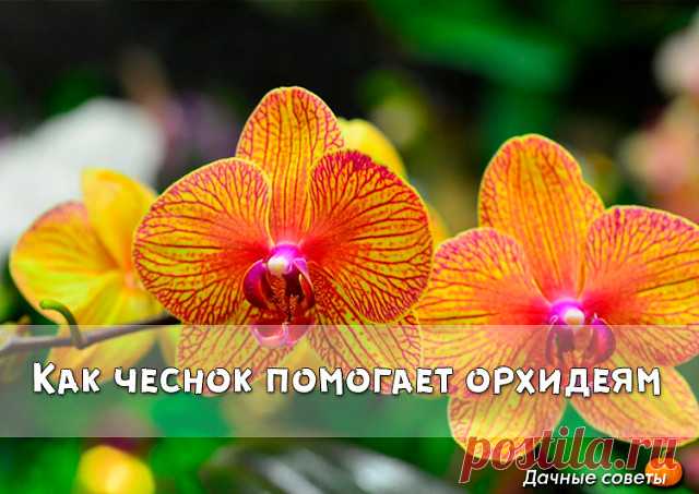 Как чеснок помогает орхидеям

О пользе чеснока для человеческого организма знает даже школьник. Но не все обладатели эпифитных орхидей знают, что это луковичное растение может весьма положительно влиять на рост их зеленых питомцев. В частности, чеснок помогает стимулировать пышное цветение фаленопсиса.

Чтобы добиться подобного эффекта, наша редакция советует любимым читателям приготовить особую смесь из чесночного мякиша, воды и янтарной кислоты.

Последний ингредиент пом...