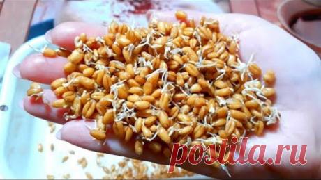 7 дней - и ты можешь выпрыгнуть из штанов! Живые ферменты, которые легко получить дома.