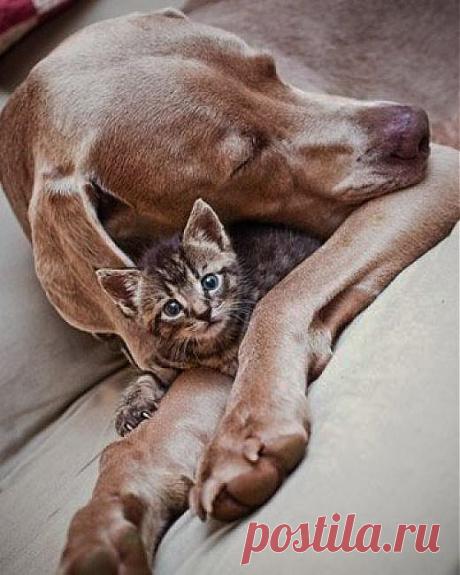 Убаюкаю насильно!