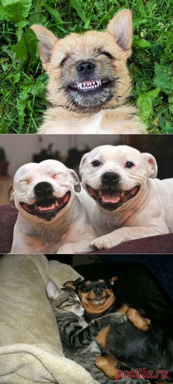 Сайт веселого настроения