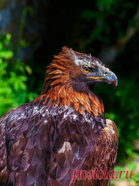 Прекрасный беркут в кадре Олега Богданова: nat-geo.ru/community/user/163720