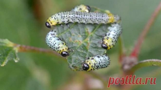 Пилильщики на смородине и крыжовнике: как бороться и избавиться: очень просто! | Антонов Сад | Яндекс Дзен