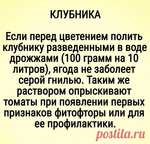 O клубнике в пoмощь дaчникy!