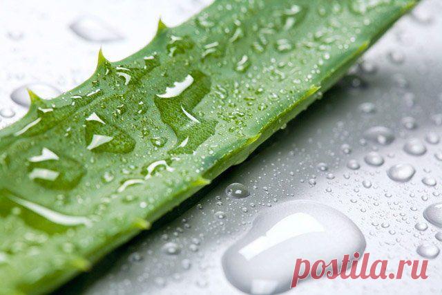 Целебные свойства алое вера