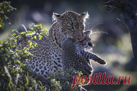 Leopard cub carry www.andyharrisphotography.com/