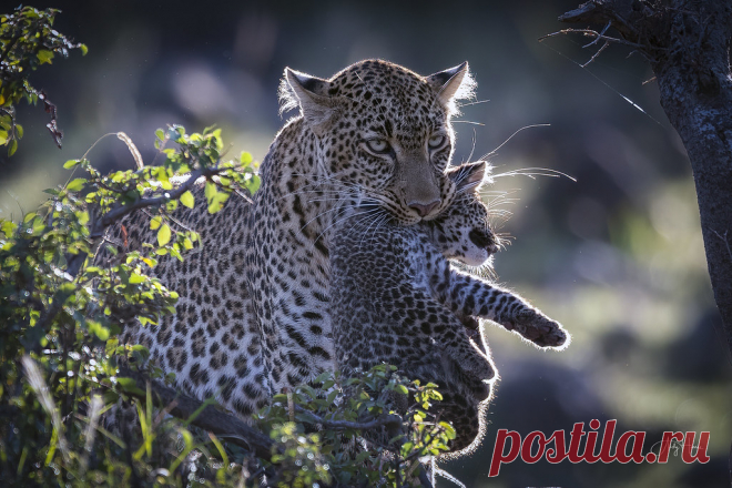 Leopard cub carry www.andyharrisphotography.com/