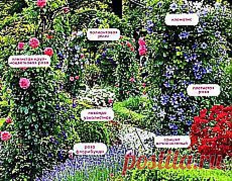 огород | Фотографии и советы опытных дачников на Постиле