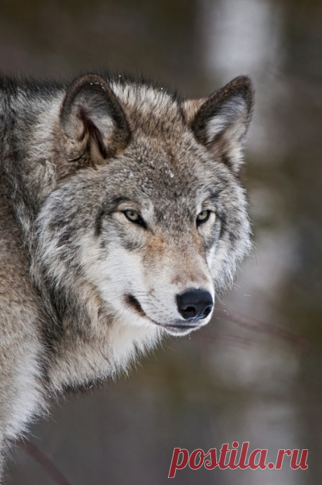 Animals & Landscapes