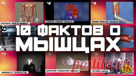 10 самых интересных фактов о мышцах — Интересные факты