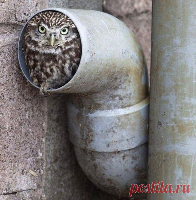 Roy Mangersnes - Photos of The Owl Pages