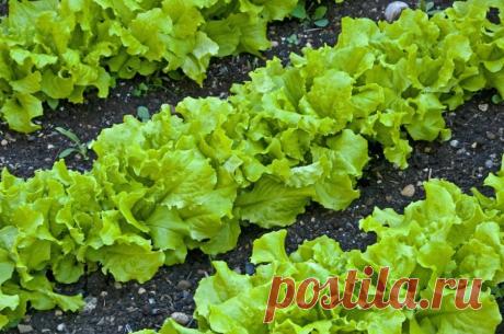 Свежие листья салата с весны до осени